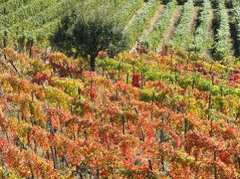 Cascina Degli Ulivi Séjour à la ferme *