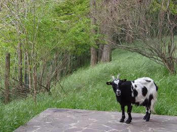 Cascina Degli Ulivi Séjour à la ferme *