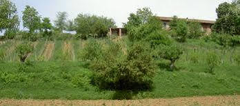Cascina Degli Ulivi *
