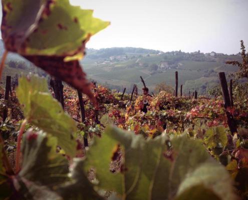 Séjour à la ferme Cascina Degli Ulivi